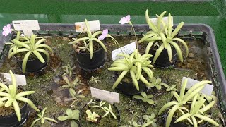 【食虫植物】ムシトリスミレ（虫取菫）の仲間：Common butterwort [upl. by Margy]