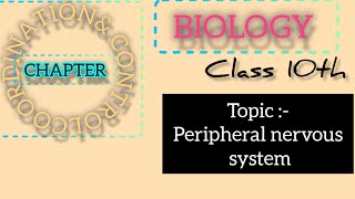 peripheral Nervous system 10th class [upl. by Stutsman]