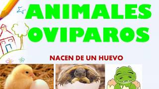 Los animales ovíparos para niños como tu [upl. by Nay]