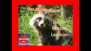 Der Marderhund [upl. by Lizette]