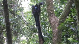 Black Sicklebill Sujan Chatterjee [upl. by Carmelina]