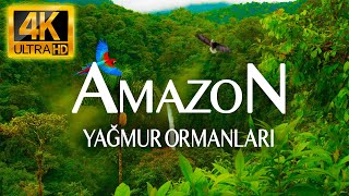 4K AMAZON YAĞMUR ORMANLARI  DİNLENDİRİCİ DOĞA VE MÜZİK VİDEOSU [upl. by Marguerie489]