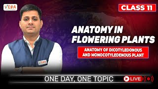 Anatomy of Dicotyledonous and Monocotyledenous Plant  class 11  Biology  One Day One Topic [upl. by Ylnevaeh]