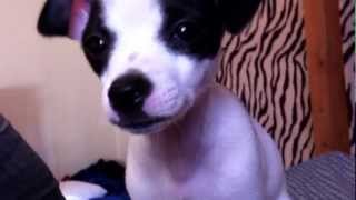 Jack Russel Chihuahua Mix [upl. by Enilraep579]