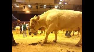 Le Salon de lAgriculture 2013  Les zanimaux et quelques régions [upl. by Analli477]