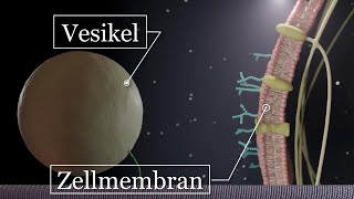 Aufbau der Zellen  Zellmembran Vesikel Golgi ER usw [upl. by Lilla]