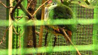 Ptilinopus pulchellus in Weltvogelpark Walsrode [upl. by Marte270]