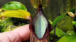 highland nepenthes tour in the greenhouse [upl. by Slavin868]