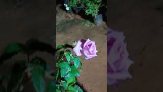 Beautiful rose plant✨ asritha gardens chirala roseplants flowerplants gardenplantsnightview [upl. by Suraved]