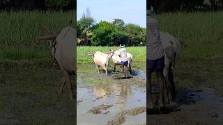 ploughing with bulls by farmer  bull ploughing the field cow ploughing the field ox ploughing field [upl. by Nylodam358]