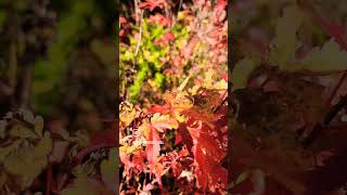 Acer pacific fire 🍁🍂🌲🍁 viveiro de plantas outonais e coníferas raras japanesemaple [upl. by Laughton367]