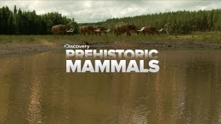 A Look At Prehistoric Mammals [upl. by Keiko]