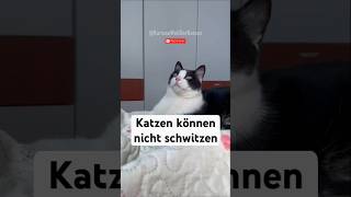 Katzen können nicht schwitzen  ihr Trick für warme Tage [upl. by Dasie]