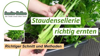 Stangensellerie 🥬 Staudensellerie richtig schneiden 🔪 und ernten 🤏 [upl. by Dorelle169]