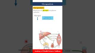 Glycogenolysis break down of glycogen into glucose molecules [upl. by Edwin]