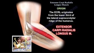 Extensor Carpi Radialis Longus  Everything You Need To Know  Dr Nabil Ebraheim [upl. by Semela934]