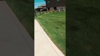 Bentgrass in my lawn lawncare lawnlife [upl. by Daisie]