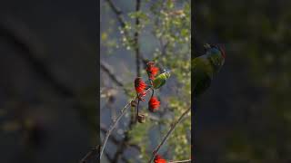 Blue throated barbet [upl. by Adas]