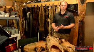 Options for selling fur  Fur Trapping [upl. by Eunice245]