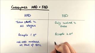 A2 Biology  NAD vs FAD OCR A Chapter 183 [upl. by Enerehs]