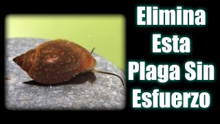 Como Eliminar Caracoles del Acuario  100 Eficaz Rápido y Seguro [upl. by Noissap]