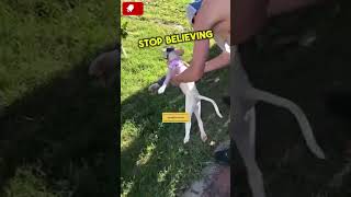 Dog gets his legs back🦵 shortsvideo shorts viralvideo ireland usa uk [upl. by Amle]