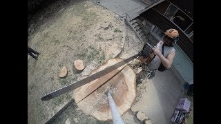 Huge Poplar Tree TakeDown [upl. by Vatsug]