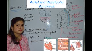 Atrial and Ventricular Syncytium [upl. by Zalea]