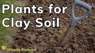 Plants to Grow in Clay Soil in Australia [upl. by Loralee258]