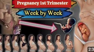 Pregnancy The First Trimester [upl. by Cassandra]