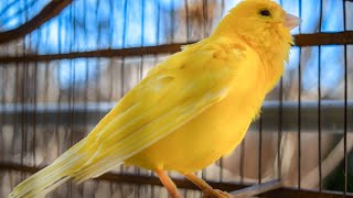 The ultimate canary singing video from a legend  Powerful training song [upl. by Damle]