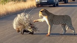 Hungry Leopard Gets Defeated By Prickly Porcupine [upl. by Anirazc]