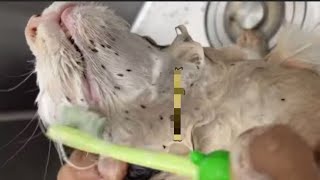 Flea Removal Techniques for Playful Kittens Under 1 Year shortsvideo kitten siblings care [upl. by Rahm522]