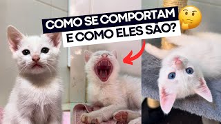 REVIEW DE 50 DIAS DOS GATINHOS 😻 como são filhotes de gato com quase 2 meses de idade [upl. by Converse]