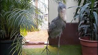 Shoebill stork clattering sounds like machine guun Japan Matsue Vogel Park [upl. by Zakaria]