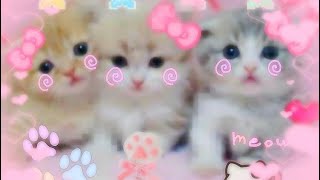 Cutecore kawaii gorecore creepycute cutegore TikTok’s 🐾 [upl. by Refannej485]