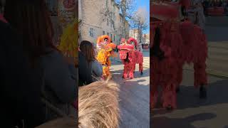 Danse des lions lhôtel de ville Marseille à loccasion du Nouvel An chinois 💝💯👏🎊🎉🎈🎀🧧🧨🧨🧨🧨 [upl. by Orford]