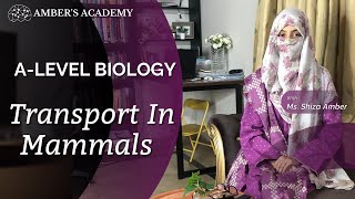 A Level Biology Transport in Mammals  Cambridge 9700  Part 2 [upl. by Eehtomit]