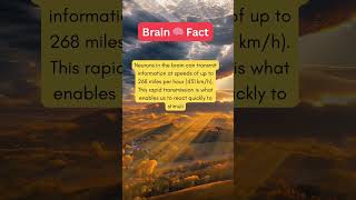 quotYour Brains Speed Neurons Firing at 268 MPH 🧠💡 humanbody facts humanbrain brainwired brain [upl. by Schroder374]