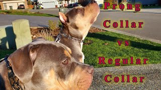 Prong Collar vs Regular Collar American Bully [upl. by Yendic]