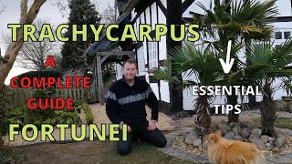 Trachycarpus Fortunei A COMPLETE GUIDE [upl. by Alak899]