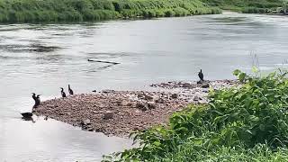 Weser Idylle Hemeln und Fähre [upl. by Reider]