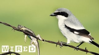 Absurd Creatures  A Bird Impaling Its Victims Is So Metal I Cant Even Stand It [upl. by Itsrik]