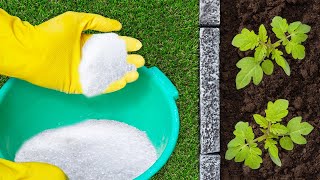 See What Happens When You Add Epsom Salt To Your Plants [upl. by Madden]