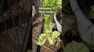 FallWinter Garden Tour Growing Food in November zone 7a [upl. by Croteau]