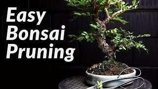 FAST amp EASY Pruning Bonsai Trees for Beginners  How to Prune a Chinese Elm Bonsai Tree [upl. by Tal]