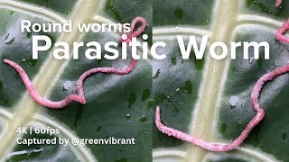 Helminth is a general term for a Parasitic Worm Invertebrates  Cinematic 4K 60fps [upl. by Ariaj]