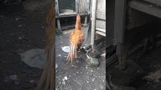 ayam bangkok klasik [upl. by Howey]