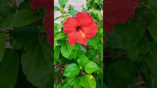 Natures beauty Beautiful flowers 😍 shorts nature hibiscus flowers [upl. by Eniffit289]