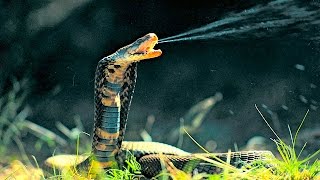 Top 10 Most Venomous Snakes in the World [upl. by Novaelc]